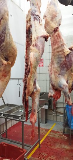 WhatsApp Image 2026-04-06 at 11.35.11 (1)